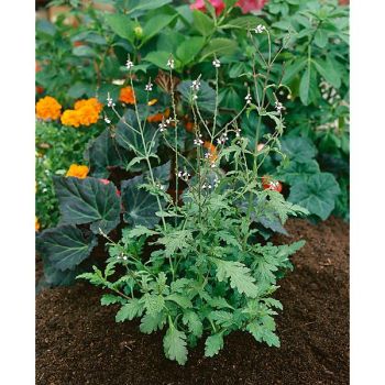 VERVEINE OFFICINALE (verbena)