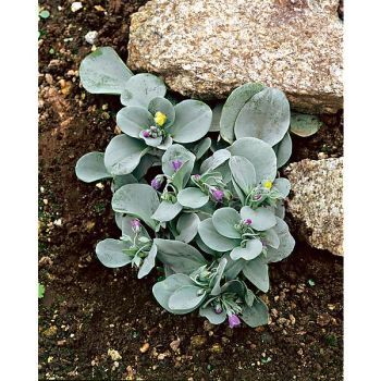PLANTE à HUÎTRE SILVER OCEAN (mertensia maritima) 2