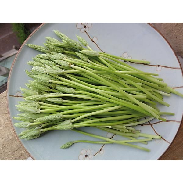 ASPERGE des BOIS ou ASPERGETTE (ornithogalum pyrenaicum)