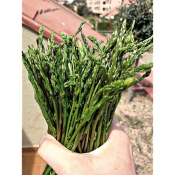 ASPERGE des BOIS ou ASPERGETTE (ornithogalum pyrenaicum) 2