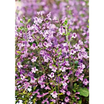 CALAMINTHA nepeta MARVELETTE BLUE ou petit calament