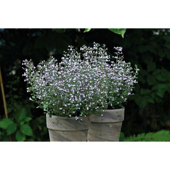 CALAMINTHA nepeta MARVELETTE BLUE ou petit calament 2