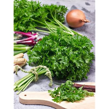 CÉLERI FRISÉ ZWOLSE KRUL