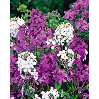 JULIENNE des JARDINS MIX (hesperis matronalis)