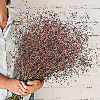 TALINUM pan. JOYAUX d'OPHAR 2