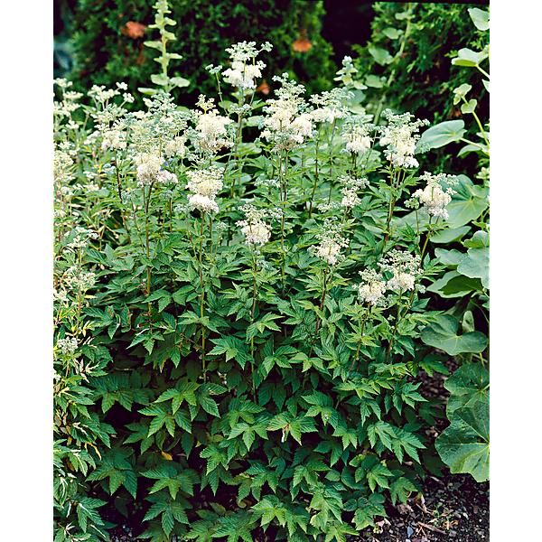 REINE des PRÉS (filipendula ulmaria)