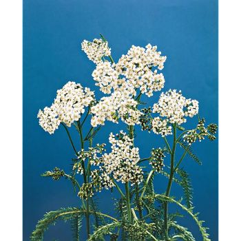 ACHILLÉE MILLEFEUILLE (achillea millefolium)