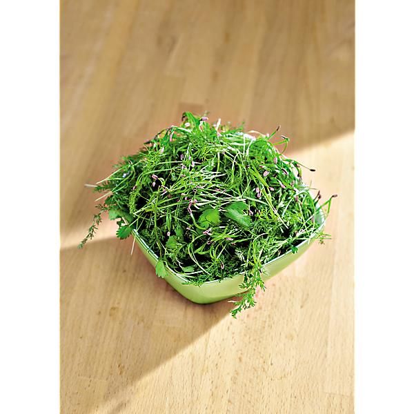 ACHILLÉE MILLEFEUILLE (achillea millefolium)