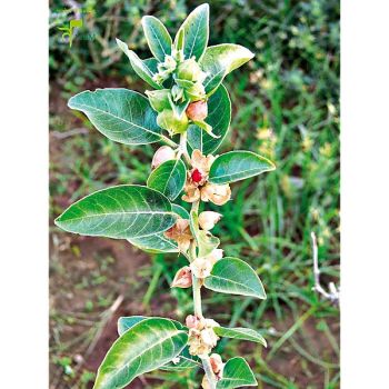 ASHWAGANDHA ou GINSENG INDIEN (withania somnifera) 2