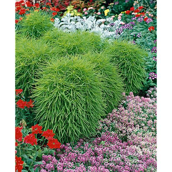 TONBURI (bassia ou kochia scoparia)