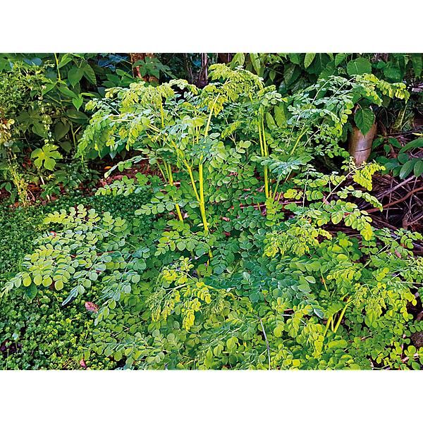 MORINGA OLEIFERA
