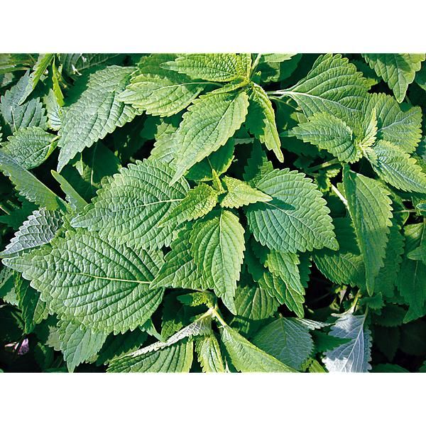 KINH GIOI ou BAUME VIETNAMIEN (elsholtzia ciliata)