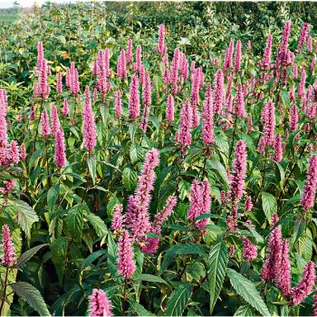 KINH GIOI ou BAUME VIETNAMIEN (elsholtzia ciliata) 2