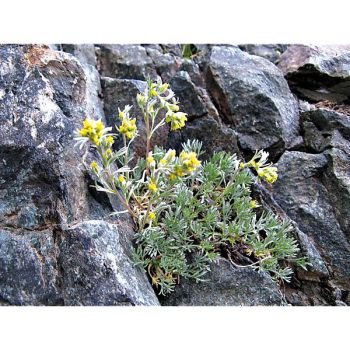 GÉNÉPI (artemisia umbelliformis)