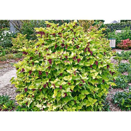 HERBE au CARAMEL ou herbe dorée aux faisans (leycesteria form. jealousy)