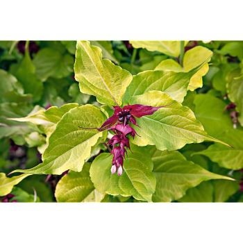 HERBE au CARAMEL ou herbe dorée aux faisans (leycesteria... 2