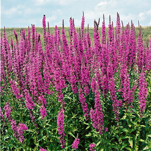 SALICAIRE (lythrum salicaria)