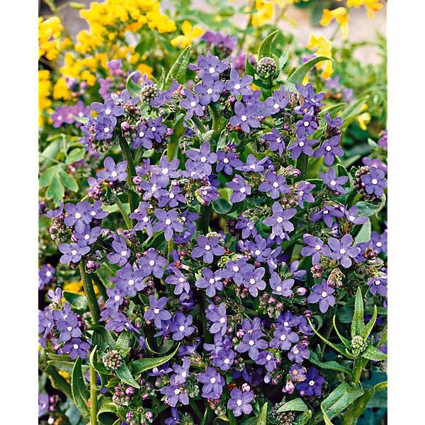 BUGLOSSE off. ou langue de bœuf (anchusa officinalis)