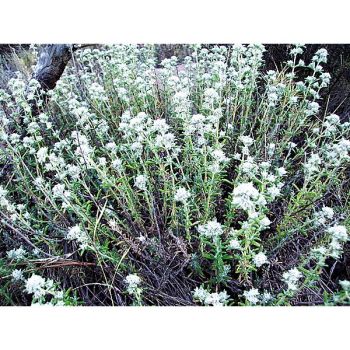 PLANTE SAUCISSON (teucrium polium)