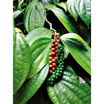 POIVRE NOIR (piper nigrum) 2