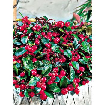 GAULTHERIA procumbens MANY BERRY