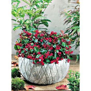 GAULTHERIA procumbens MANY BERRY 2