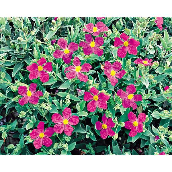 CISTUS INCANUS