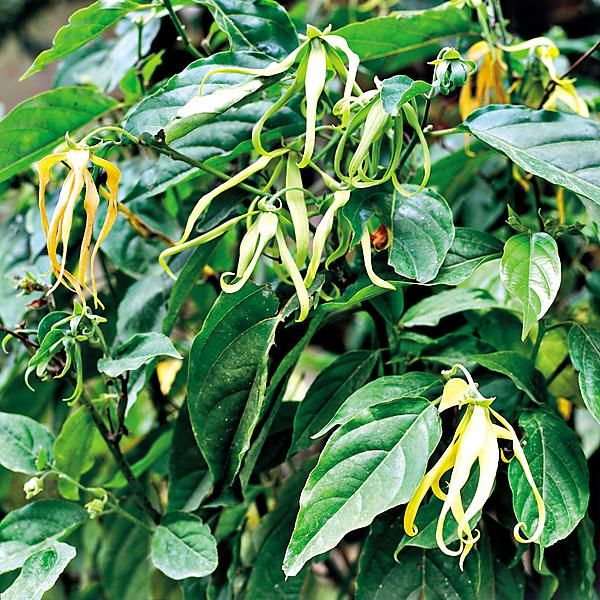 YLANG YLANG ou la fleur des fleurs (cananga odorata)