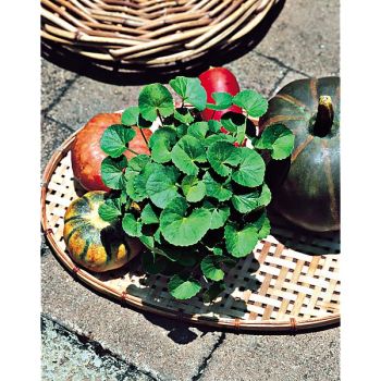 GOTU KOLA ou HERBE au TIGRE (centella asiatica)