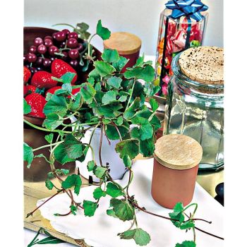 GOTU KOLA ou HERBE au TIGRE (centella asiatica) 2