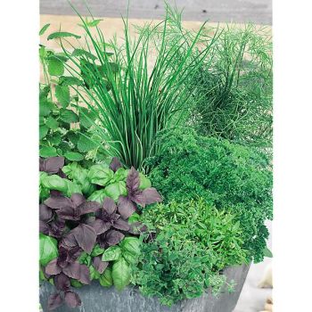 3 AROMATIQUES ANNUELLES sur RUBAN