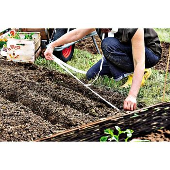 3 AROMATIQUES ANNUELLES sur RUBAN 2