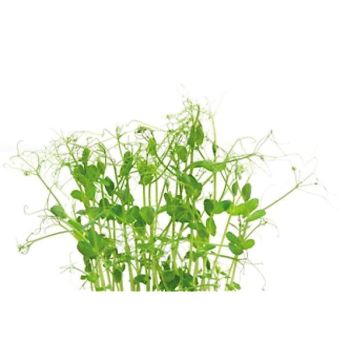 POIS ZEFIER (pisum sativum) 2