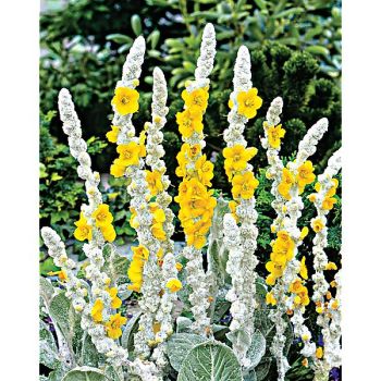 BOUILLON BLANC (verbascum bombyciferum)