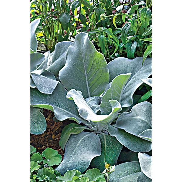 BOUILLON BLANC (verbascum bombyciferum)