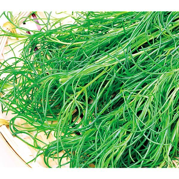 SALSOLA OKAHIJIKI (salsola komarovii)