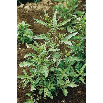 ÉPAZOTE VERT (chenopodium ambrosioides)
