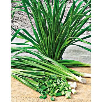 AIL à COUPER KOBOLD (allium tuberosum) Bio