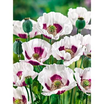 PAVOT à OPIUM THE GIANT (papaver somniferum)