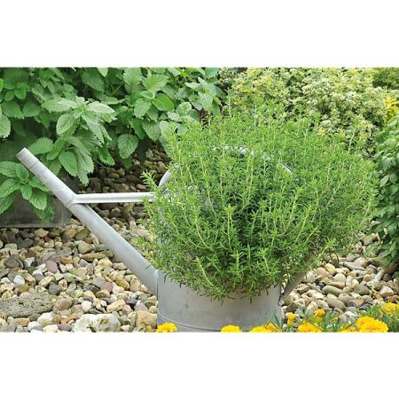 ROMARIN (rosmarinus officinalis) Bio