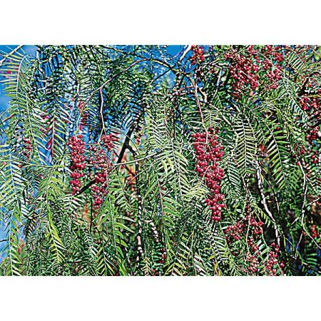 POIVRE ROSE (schinus molle) ou faux poivrier