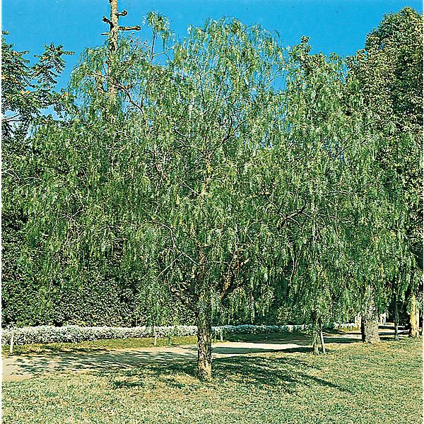 POIVRE ROSE (schinus molle) ou faux poivrier