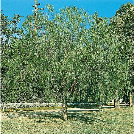 POIVRE ROSE (schinus molle) ou faux poivrier