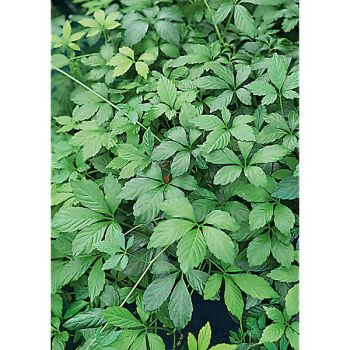 HERBE de la LONGÉVITÉ (gynostemma pent. jiagulan)