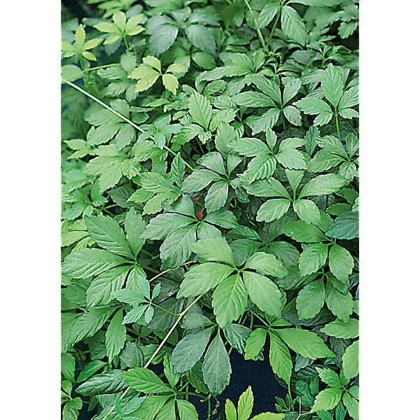 HERBE de la LONGÉVITÉ (gynostemma pent. jiagulan)