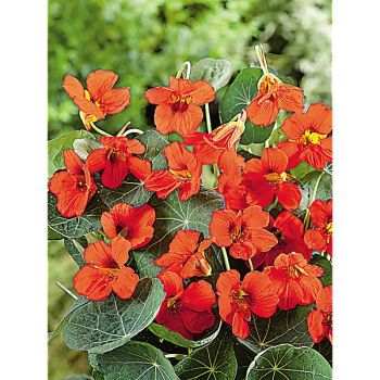 CAPUCINE IMPERATRICE des INDES Bio