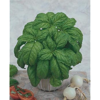 BASILIC MONSTRUEUX MAMMOUTH