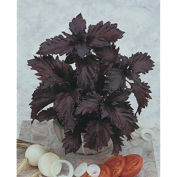 BASILIC PURPLE RUFFLES