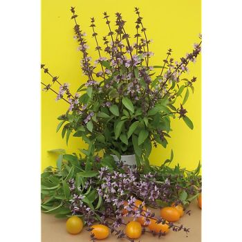 BASILIC INDONÉSIEN (komangie)