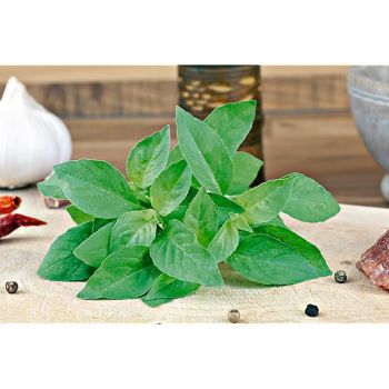 BASILIC americanum LEMONETTE